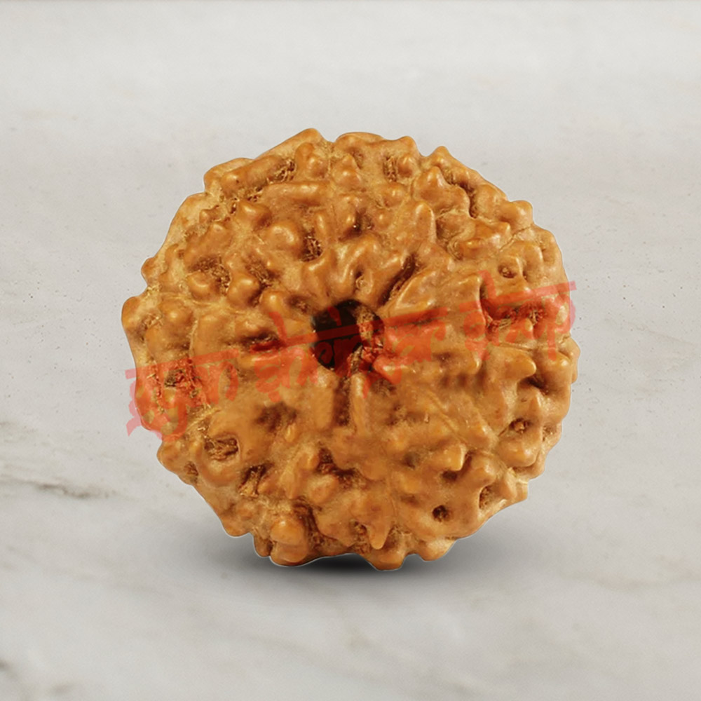 10 (Ten) Mukhi From Java Indonesia Rudraksha