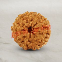10 (Ten) Mukhi From Java Indonesia Rudraksha