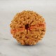 10 (Ten) Mukhi From Java Indonesia Rudraksha