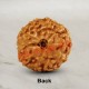 10 (Ten) Mukhi From Java Indonesia Rudraksha