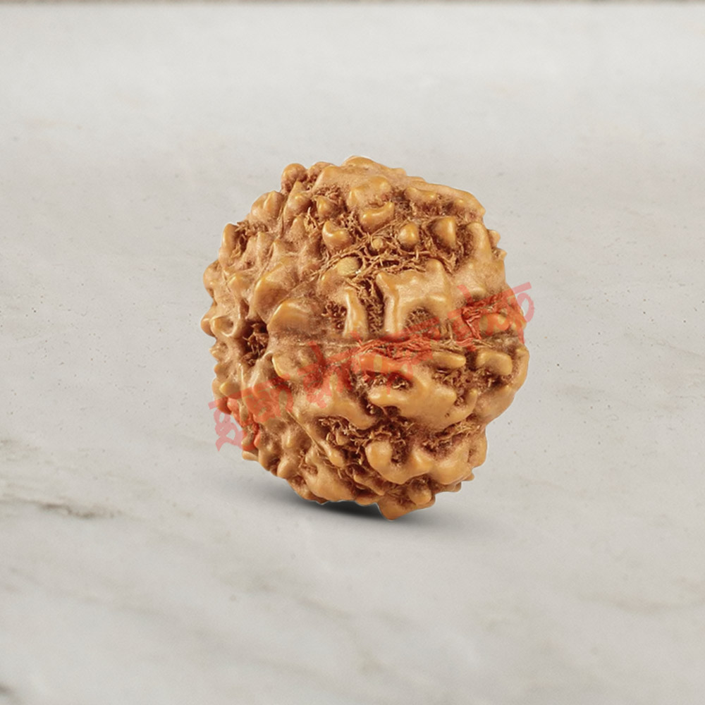 10 (Ten) Mukhi From Java Indonesia Rudraksha