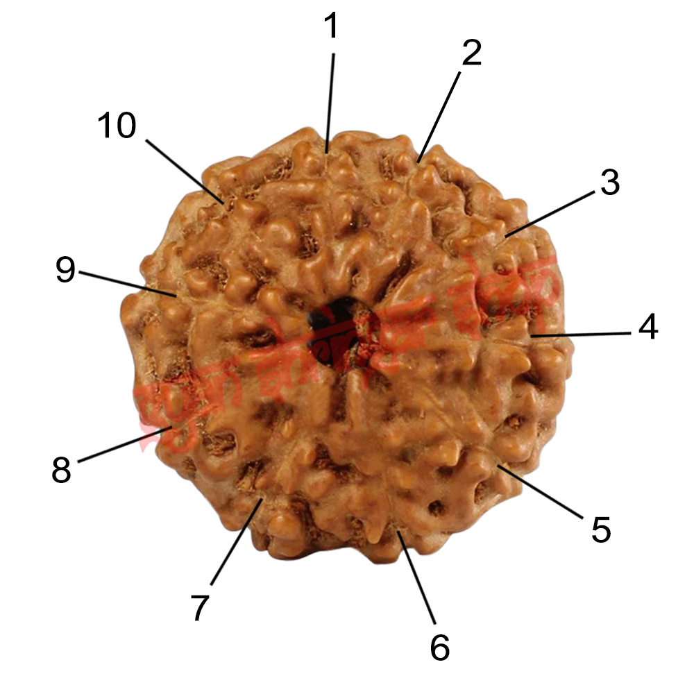 10 (Ten) Mukhi From Java Indonesia Rudraksha