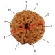 10 (Ten) Mukhi From Java Indonesia Rudraksha