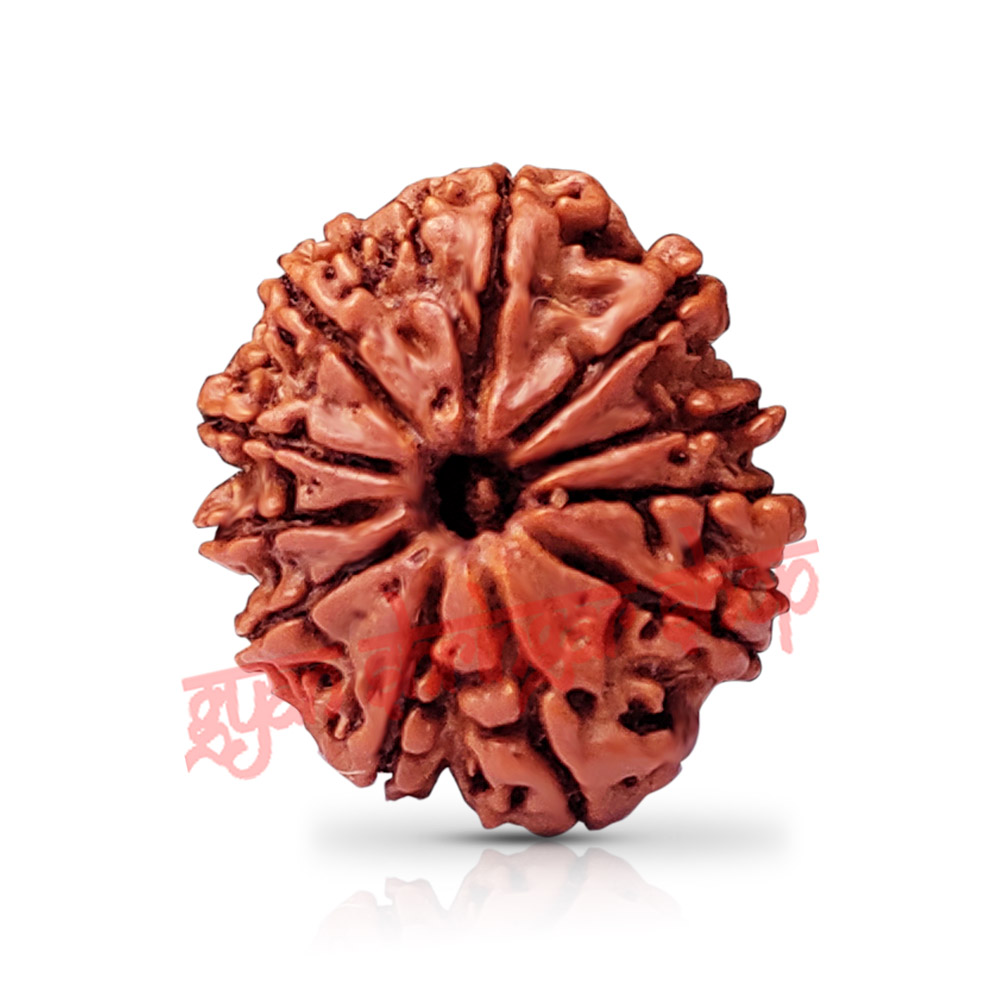 11 (Eleven) Mukhi Rudraksha From Nepal-23  mm