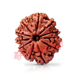 11 (Eleven) Mukhi Rudraksha From Nepal-23  mm