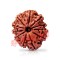 11 (Eleven) Mukhi Rudraksha From Nepal-23  mm