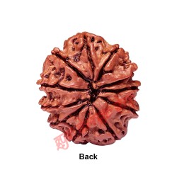 11 (Eleven) Mukhi Rudraksha From Nepal-23  mm