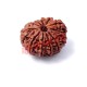 11 (Eleven) Mukhi Rudraksha From Nepal-23  mm