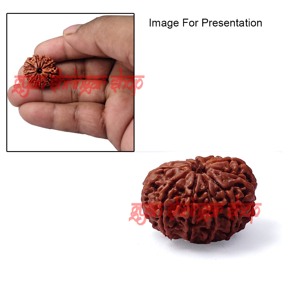 11 (Eleven) Mukhi Rudraksha From Nepal-23  mm