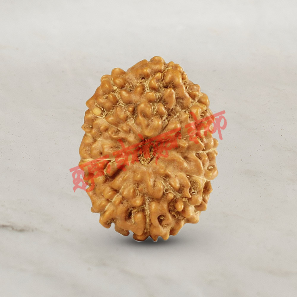 12 (Twelve) Mukhi Rudraksha - Java