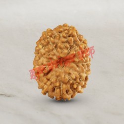 12 (Twelve) Mukhi Rudraksha - Java
