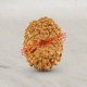 12 (Twelve) Mukhi Rudraksha - Java