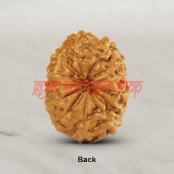 12 (Twelve) Mukhi Rudraksha - Java
