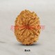 12 (Twelve) Mukhi Rudraksha - Java