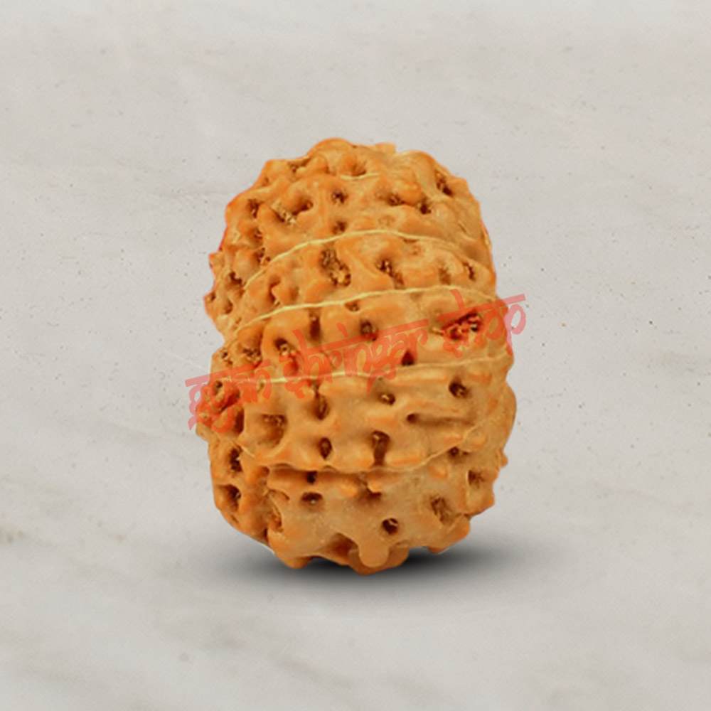 12 (Twelve) Mukhi Rudraksha - Java