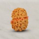 12 (Twelve) Mukhi Rudraksha - Java