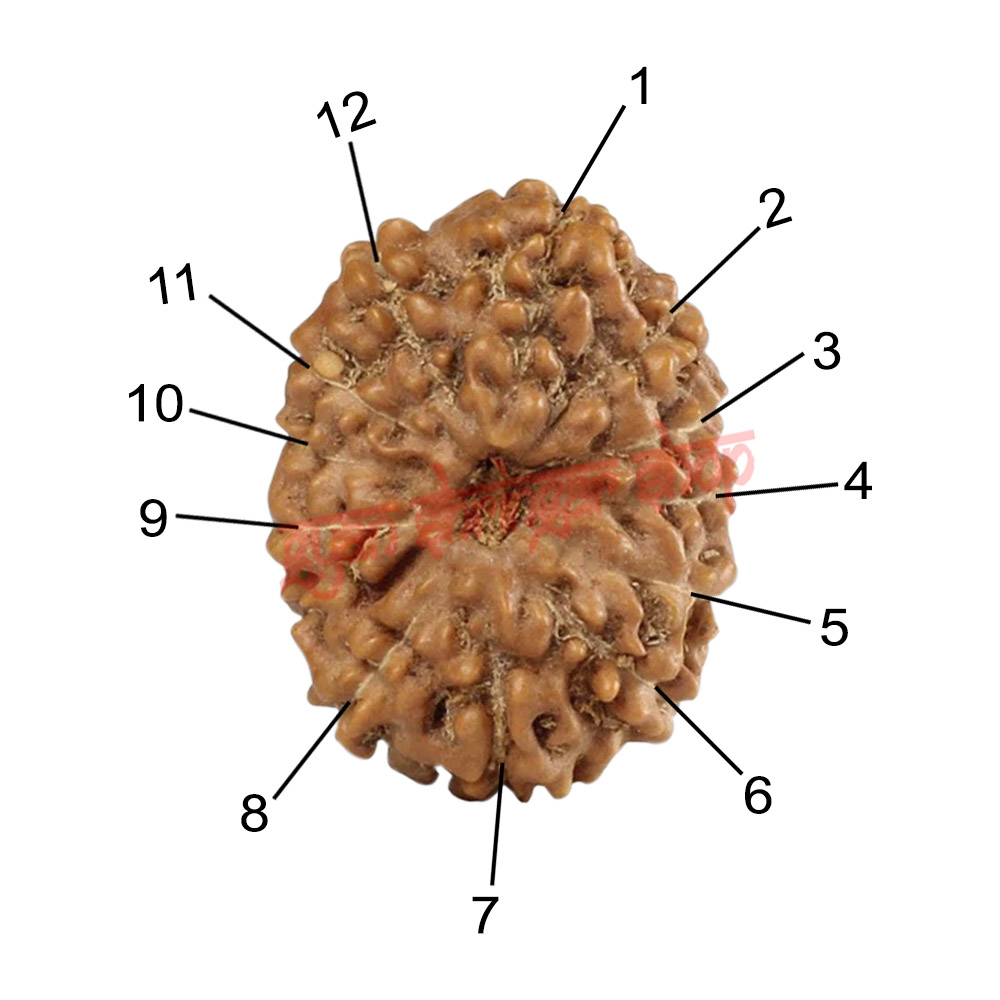 12 (Twelve) Mukhi Rudraksha - Java