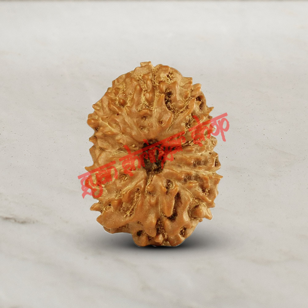 13 (Thirteen) Mukhi Rudraksha - Java