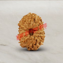 13 (Thirteen) Mukhi Rudraksha - Java