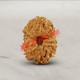 13 (Thirteen) Mukhi Rudraksha - Java