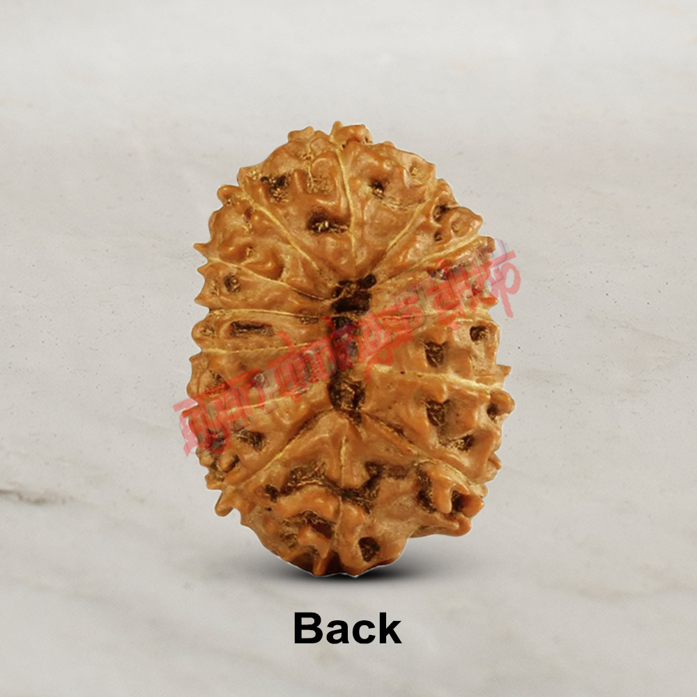 13 (Thirteen) Mukhi Rudraksha - Java