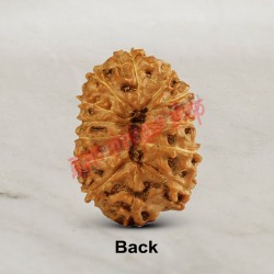 13 (Thirteen) Mukhi Rudraksha - Java