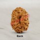 13 (Thirteen) Mukhi Rudraksha - Java