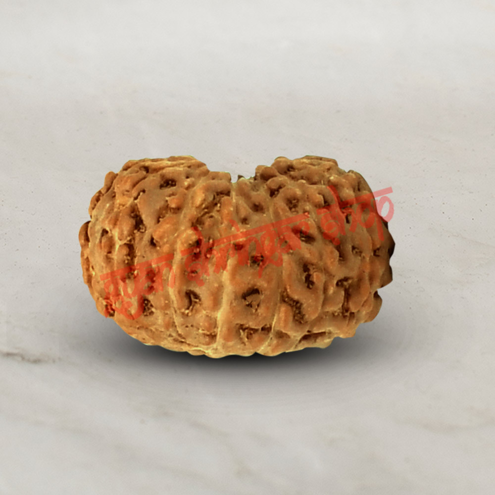13 (Thirteen) Mukhi Rudraksha - Java