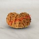 13 (Thirteen) Mukhi Rudraksha - Java
