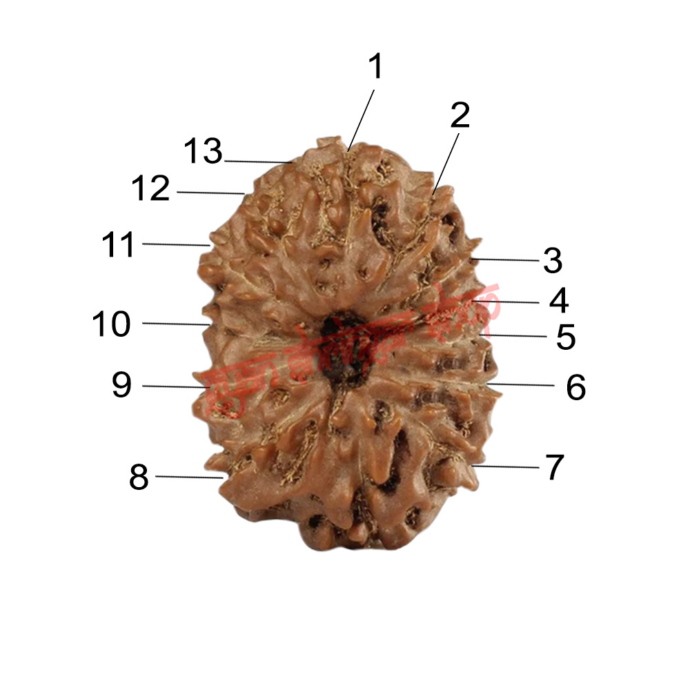 13 (Thirteen) Mukhi Rudraksha - Java