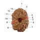 13 (Thirteen) Mukhi Rudraksha - Java