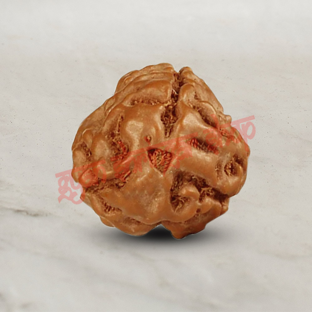 3 (Three) Mukhi From Java Indonesia Rudraksha