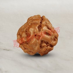 3 (Three) Mukhi From Java Indonesia Rudraksha