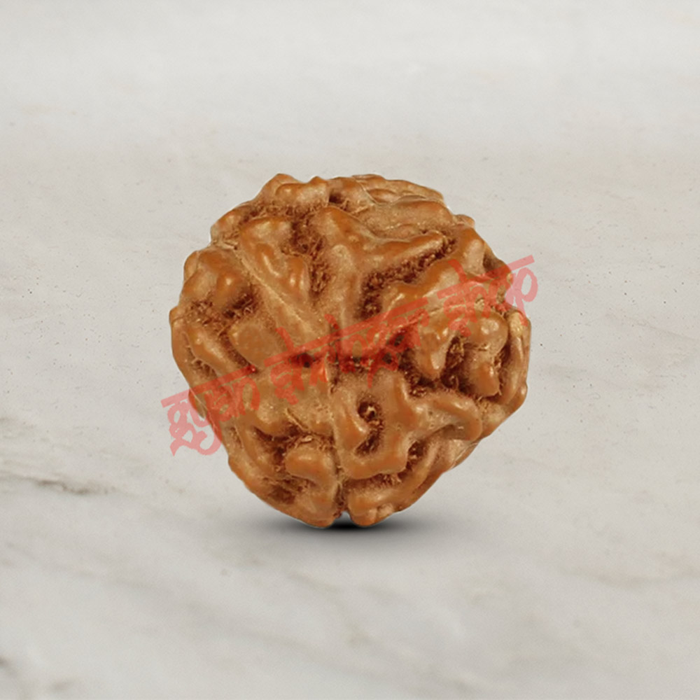 3 (Three) Mukhi From Java Indonesia Rudraksha