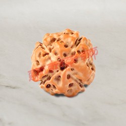4 (Four) Mukhi From Java Indonesia Rudraksha