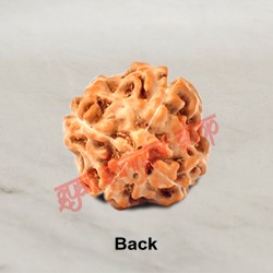 4 (Four) Mukhi From Java Indonesia Rudraksha