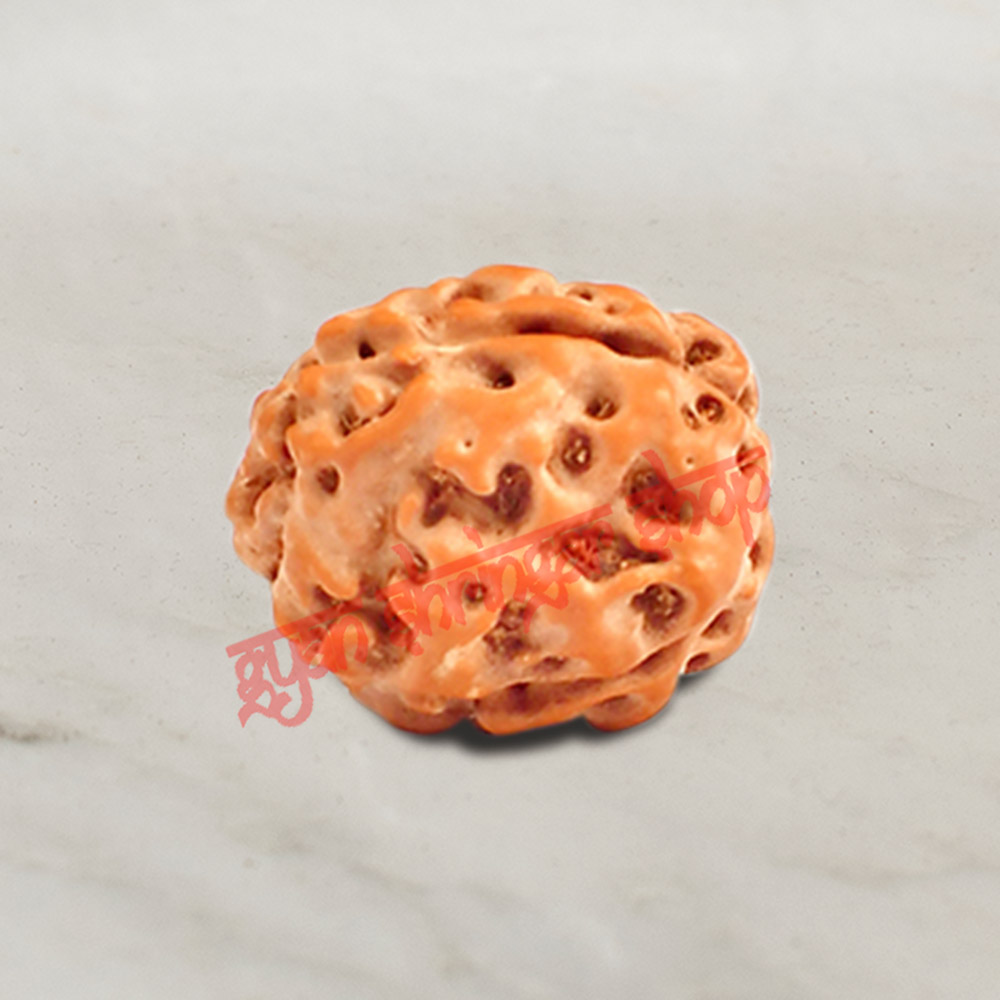 4 (Four) Mukhi From Java Indonesia Rudraksha