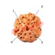 3 (Three) Mukhi From Java Indonesia Rudraksha