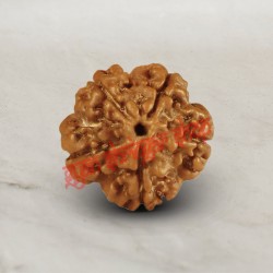 5 (Five) Mukhi From Java Indonesia Rudraksha