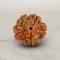 5 (Five) Mukhi From Java Indonesia Rudraksha