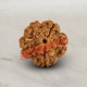 5 (Five) Mukhi From Java Indonesia Rudraksha