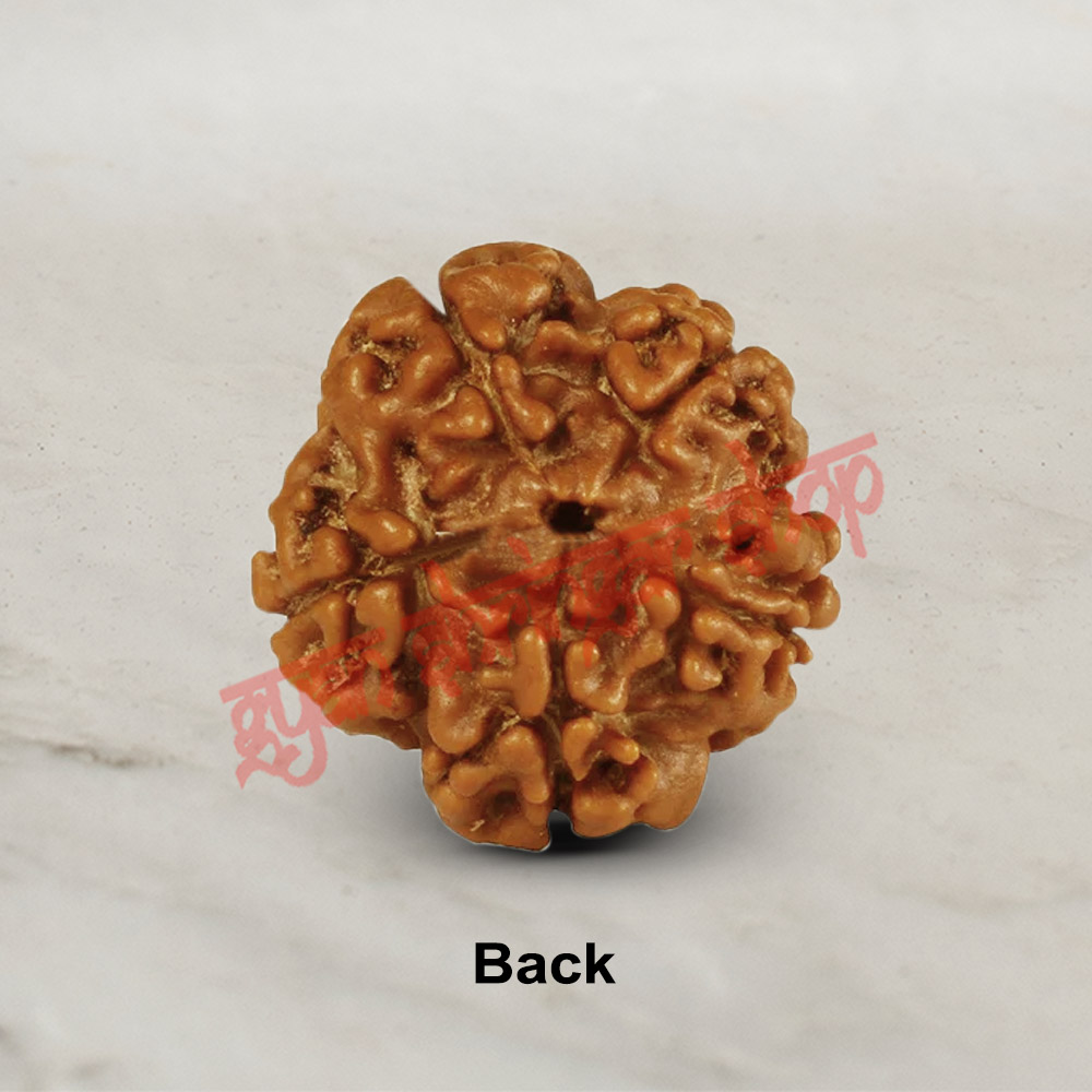 5 (Five) Mukhi From Java Indonesia Rudraksha
