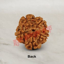 5 (Five) Mukhi From Java Indonesia Rudraksha