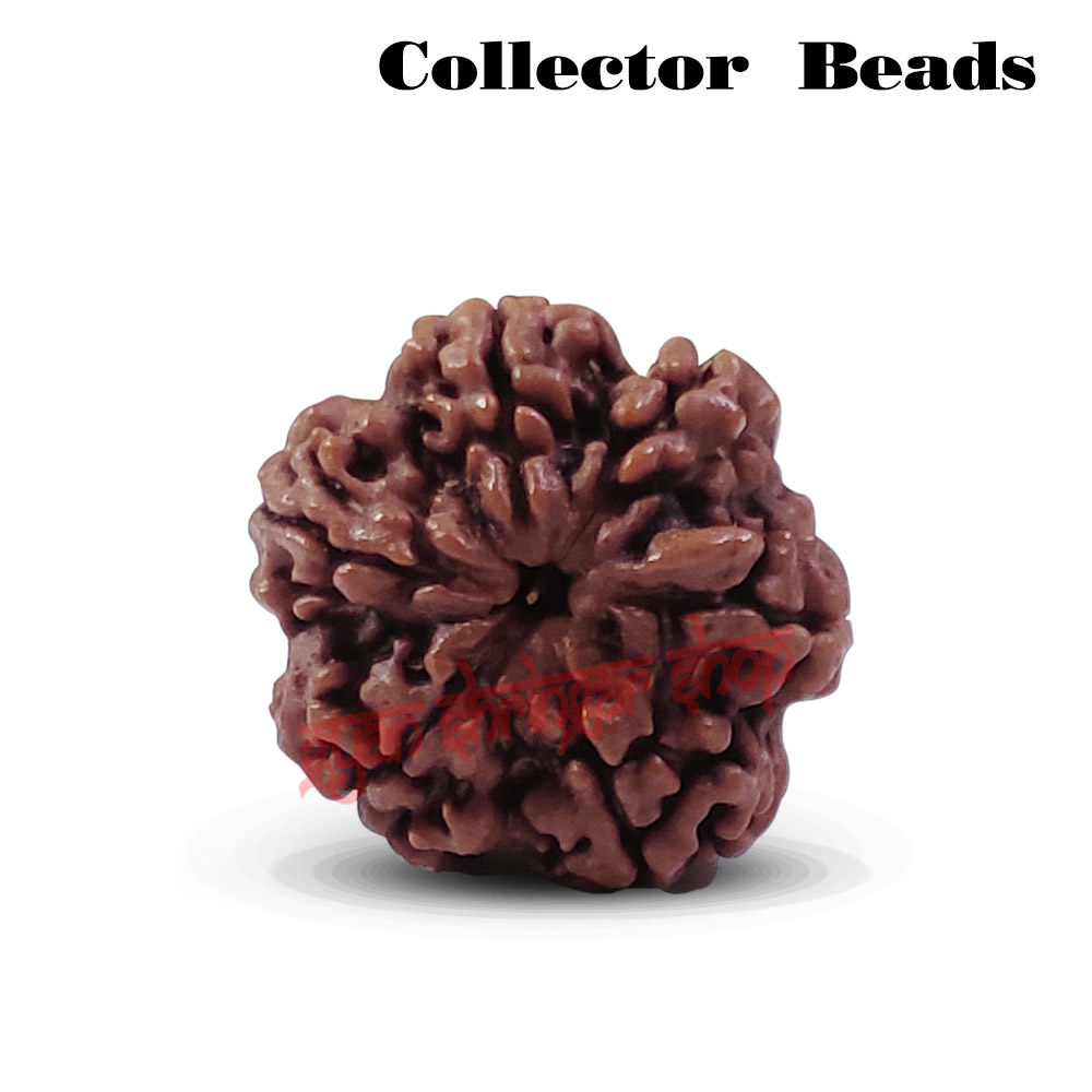 6 (Six) Mukhi Rudraksha From Nepal-15 to 18 mm