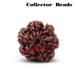 6 (Six) Mukhi Rudraksha From Nepal-15 to 18 mm