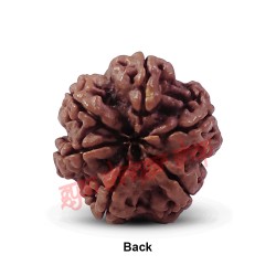 6 (Six) Mukhi Rudraksha From Nepal-15 to 18 mm