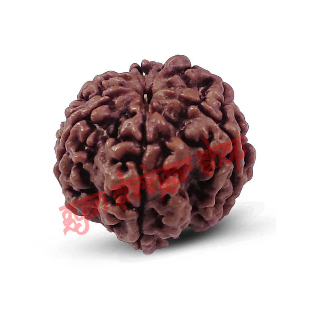 6 (Six) Mukhi Rudraksha From Nepal-15 to 18 mm
