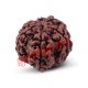 6 (Six) Mukhi Rudraksha From Nepal-15 to 18 mm