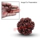 6 (Six) Mukhi Rudraksha From Nepal-15 to 18 mm