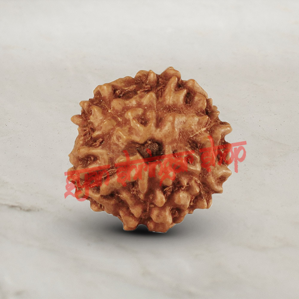 6 (Six) Mukhi From Java Indonesia Rudraksha